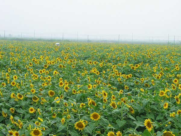 广州7,8月份旅游天气_温度_七月,八月去广州旅