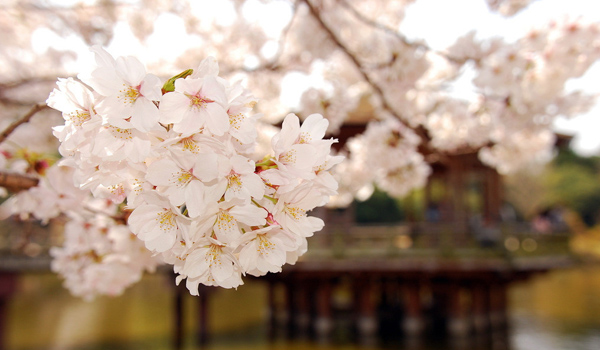 去日本旅游买什么好_日本买什么便宜