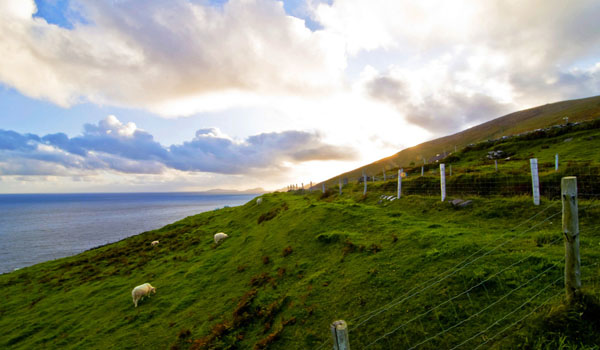 去爱尔兰买什么好_爱尔兰买什么便宜