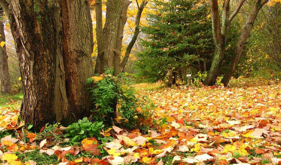 大理特产有哪些_大理旅游纪念品有什么