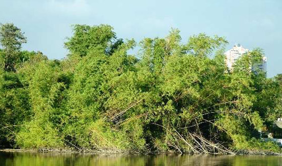 嘉义周边有哪些好玩的地方呢?--高雄