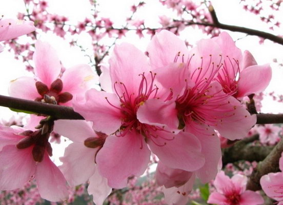 2014北京植物园桃花节攻略:花期时间,门票价格一览