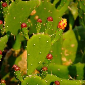 济州岛特色物品和纪念品及去淘宝贝的地点